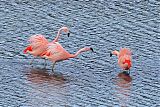Chilean Flamingoborder=