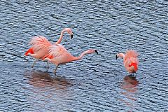 Chilean Flamingo