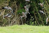 Chilean Pigeon