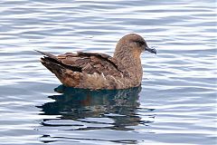 Chilean Skua