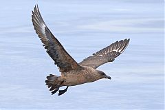 Chilean Skua