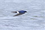 Chilean Swallow