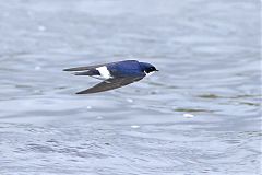 Chilean Swallow