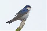 Chilean Swallow