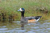 Chiloe Wigeon