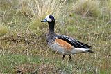 Chiloe Wigeon