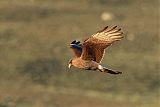 Chimango Caracara