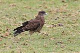 Chimango Caracara