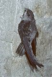 Chimney Swift