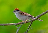 Chipping Sparrow