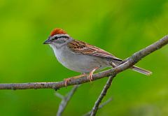 Chipping Sparrow