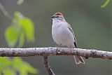 Chipping Sparrowborder=