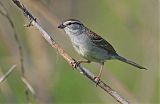 Chipping Sparrowborder=