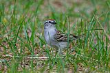 Chipping Sparrowborder=