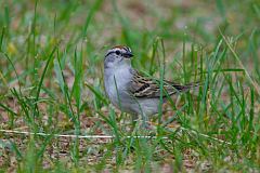 Chipping Sparrow