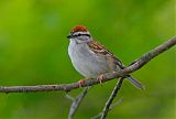 Chipping Sparrow