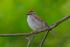 Chipping Sparrow