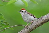 Chipping Sparrow