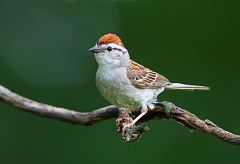 Chipping Sparrow