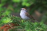 Chipping Sparrowborder=