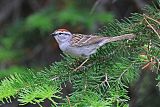 Chipping Sparrowborder=