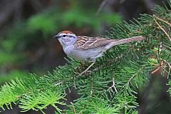 Chipping Sparrow
