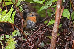 Chucao Tapaculo