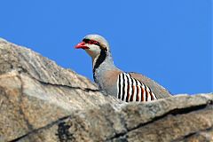 Chukar