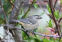 Cinereous Conebill