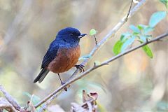 Cinnamon-bellied Flowerpiercer