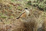 Cinnamon-bellied Ground-Tyrant