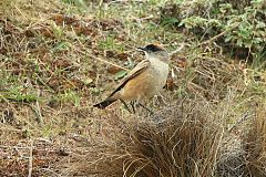 Cinnamon-bellied Ground-Tyrant