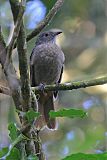 Cinnamon-vented Piha