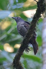 Cinnamon-vented Piha