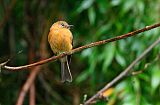 Cinnamon Flycatcher