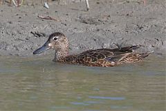 Cinnamon Teal