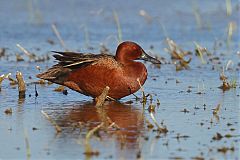 Cinnamon Teal