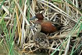 Cinnamon Teal