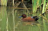 Cinnamon Teal