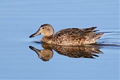 Cinnamon Teal