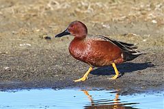 Cinnamon Teal