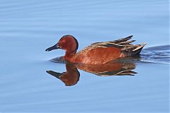 Cinnamon Teal
