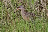 Clapper Rail