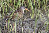 Clapper Rail