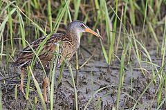 Clapper Rail