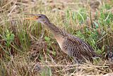 Clapper Rail