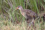 Clapper Rail