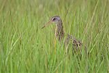 Clapper Rail