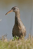 Clapper Rail