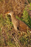 Clapper Rail